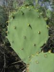 Opuntia cacanapa, Zapata, TX