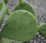 Opuntia cacanapa with very few spines, Megan E Hansen