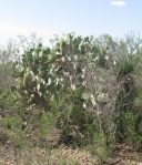 Opuntia cacanapa, El Indio, TX