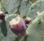 Opuntia cacanapa, El Indio, TX