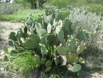 Opuntia cacanapa, El Indio, TX