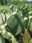 Opuntia cacanapa, very few spines, El Indio, TX