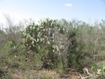 Opuntia cacanapa, Rio Grande CIty, TX