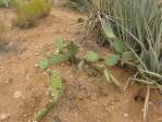 Opuntia caesia, Hackberry, AZ