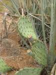 Opuntia caesia, Hackberry, AZ