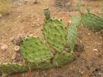 Opuntia caesia, Hackberry, AZ