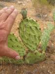 Opuntia caesia, Hackberry, AZ