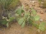 Opuntia caesia, Hackberry, AZ