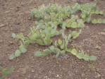 Opuntia caesia, Crozier, AZ