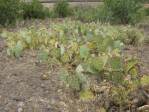 Opuntia caesia, Crozier, AZ