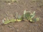 Opuntia caesia, Crozier, AZ