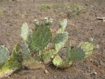 Opuntia caesia, Crozier, AZ