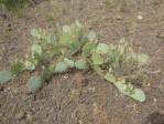 Opuntia caesia, Crozier, AZ