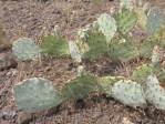 Opuntia caesia, Crozier, AZ