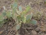 Opuntia caesia, Crozier, AZ