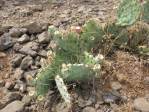 Opuntia caesia, Crozier, AZ