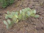 Opuntia caesia, Crozier, AZ