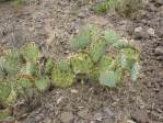 Opuntia caesia, Crozier, AZ