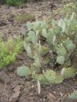 Opuntia caesia, Crozier, AZ