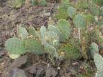 Opuntia caesia, Crozier, AZ