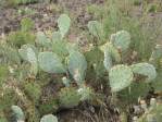 Opuntia caesia, Crozier, AZ