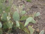 Opuntia caesia, Crozier, AZ