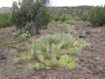 Opuntia caesia, Crozier, AZ