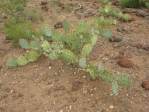 Opuntia caesia, Crozier, AZ