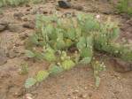 Opuntia caesia, Crozier, AZ