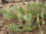 Opuntia caesia, Crozier, AZ