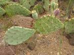 Opuntia caesia, Crozier, AZ