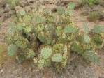 Opuntia caesia, Crozier, AZ