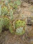 Opuntia caesia, Crozier, AZ