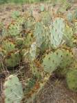 Opuntia caesia, Crozier, AZ