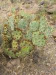 Opuntia caesia, Crozier, AZ