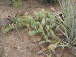 Opuntia caesia, Crozier, AZ