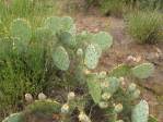 Opuntia caesia, Crozier, AZ