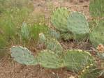 Opuntia caesia, Crozier, AZ