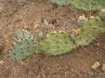 Opuntia caesia, Crozier, AZ