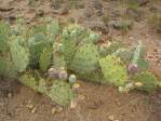 Opuntia caesia, Crozier, AZ