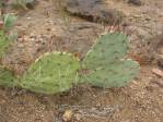 Opuntia caesia, Crozier, AZ