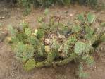 Opuntia caesia, Crozier, AZ