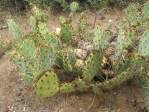 Opuntia caesia, Crozier, AZ