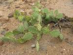 Opuntia caesia, Crozier, AZ