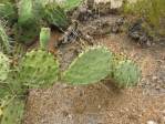 Opuntia caesia, Crozier, AZ