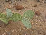 Opuntia caesia, Crozier, AZ