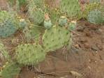 Opuntia caesia, Crozier, AZ