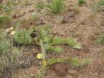 Opuntia caesia, Crozier, AZ