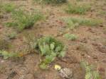 Opuntia caesia, Crozier, AZ