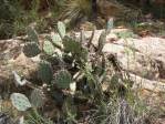 Opuntia caesia, Crozier, AZ